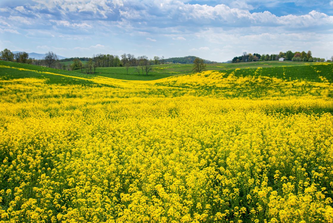 Mustard Flowers Information and Facts