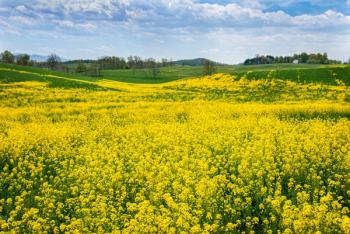 mustard field