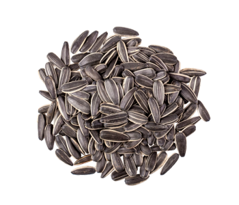 pile of sunflower seeds