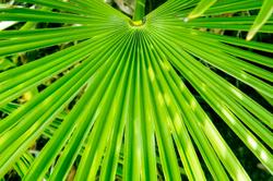 BGG received patent for analytical method to properly identify saw palmetto