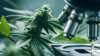 cannabis leaf and microscope