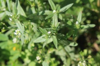 Buglossoides arvensis, field gromwell or corn gromwell. By Najeeb Ullah