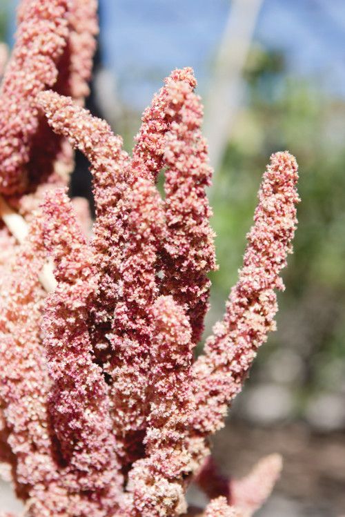 Is North American Quinoa Finally Here? | Nutritional Outlook - Supplement,  Food & Beverage Manufacturing Trends