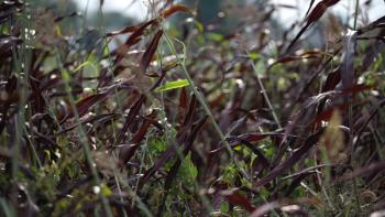 Barrington Nutritionals now supplying RedLeaf’s red sorghum extract