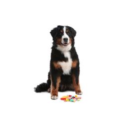 Why pet supplement ingredients should be studied in pets