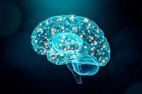 Kyowa Hakko Explores Acute Cognitive Benefits of Cognizin in New Proof-of-Concept Study