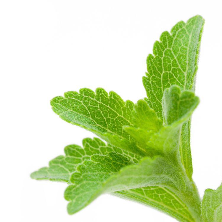 stevia 