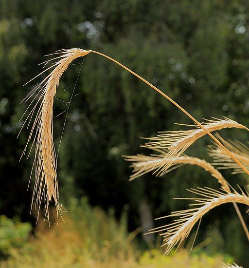 Identifying Rye Rye facts