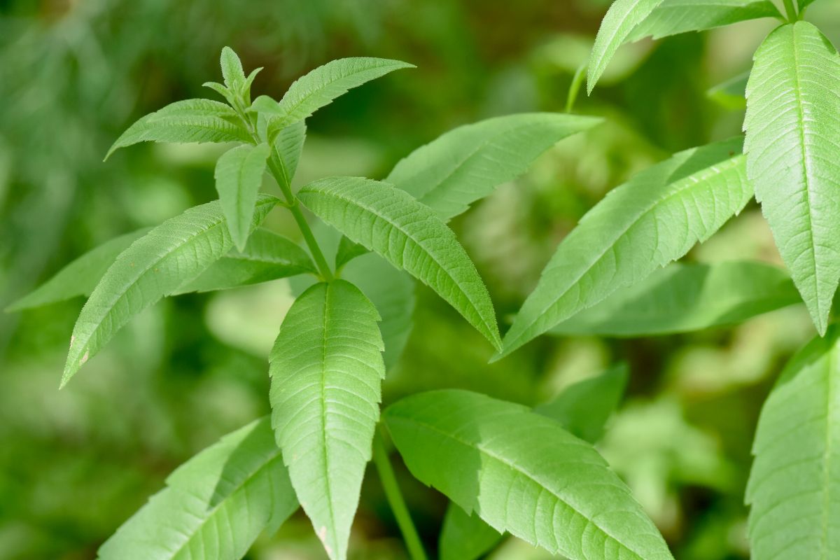 lemon verbena