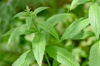 lemon verbena