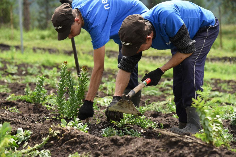 two men tending to field of Rhodiola