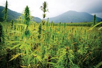 There’s a surplus of hemp in the market. What happens in 2021?