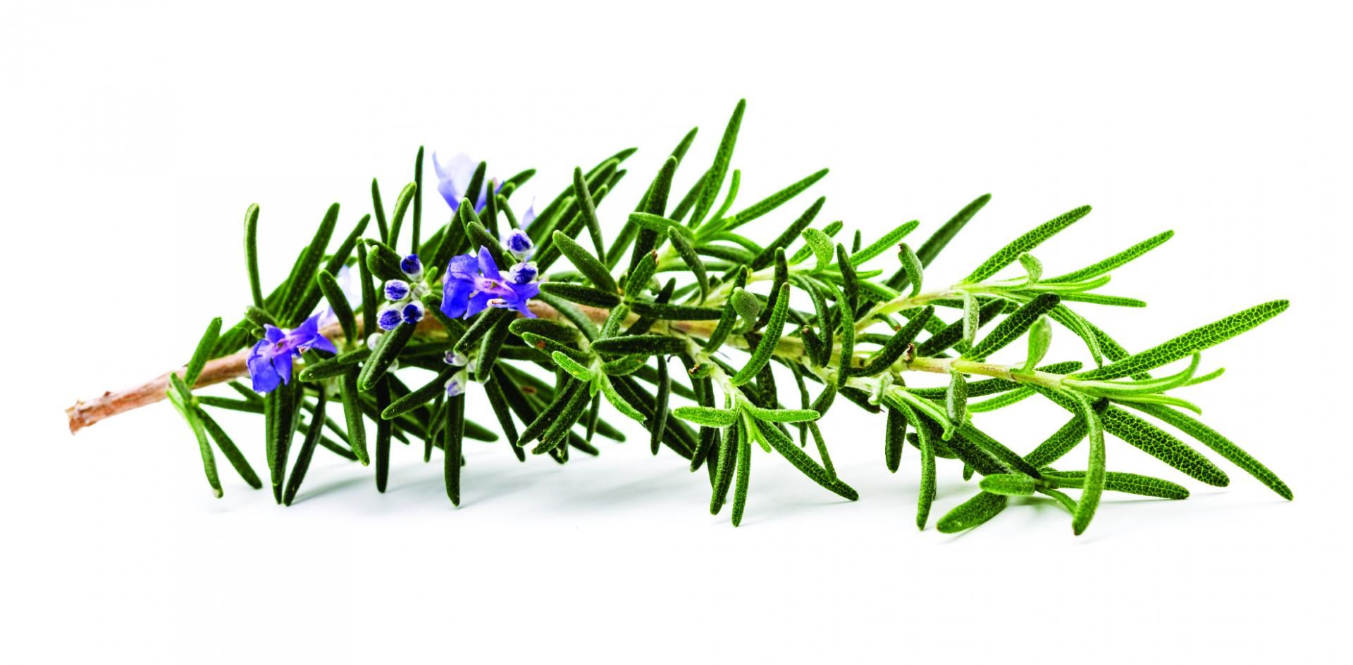 Essential Oil May Be Future Of Food Preservation
