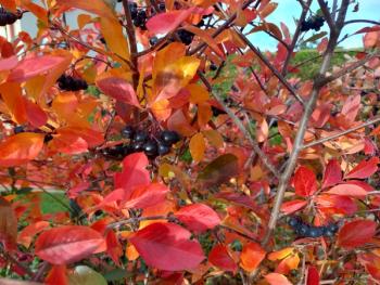 Image | adobe.stock/shalom3