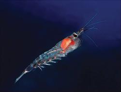 Krill oil may reduce triglyceride levels in patients with hypertriglyceridemia, says recent study