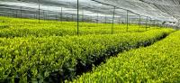Ethical Naturals Launches MachaWave Ingredient System for Cognitive and Energy Support