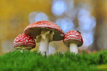 AHPA charters Psychedelic Plants and Fungi Committee