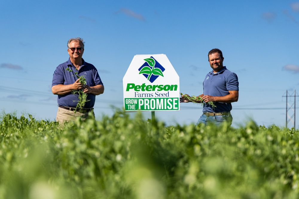 Equinom, Peterson Farms Seed partner to propagate next-generation yellow pea for ultra-high-protein ingredients