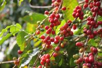 Coffee Cherry Extract Shows Dual-Benefit Potential for Sports Nutrition