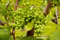 Chardonnay Marc Taste Study Explores Sensory Challenges in Functional Product Development