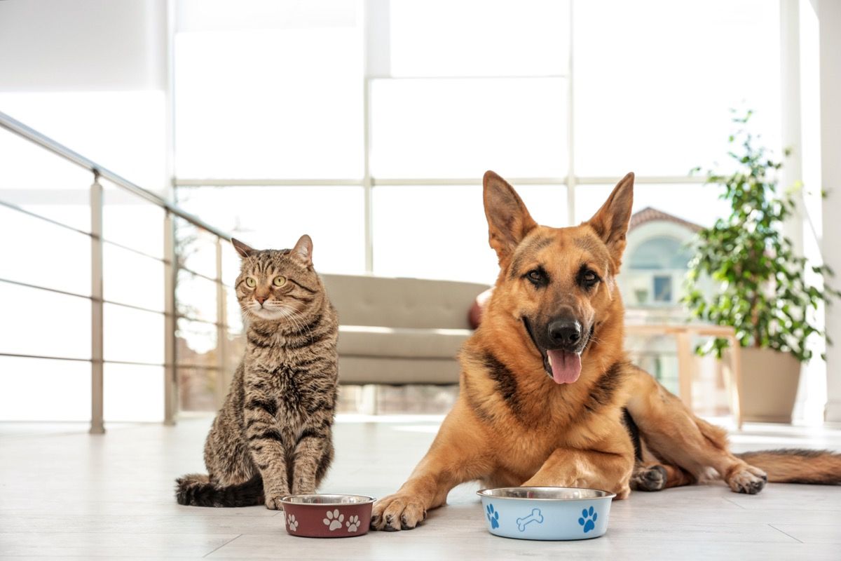 Beneo trials faba bean protein as sustainable alternative to animal blood plasma in pet food