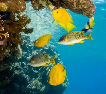 Photo © iStockphoto.com/strmko