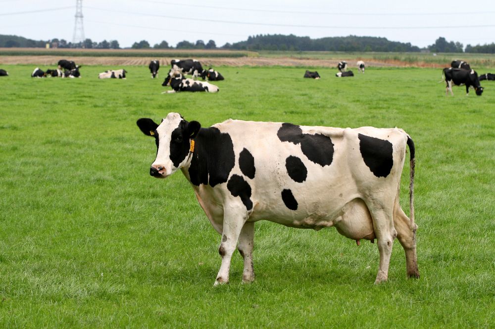 Danone, FrieslandCampina cut greenhouse gas emissions by 17% in three years in dairy ingredient collaboration