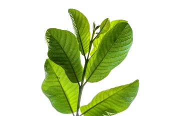 guava leaves