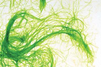 Photo © iStockphoto.com/Sasha Radosavljevic