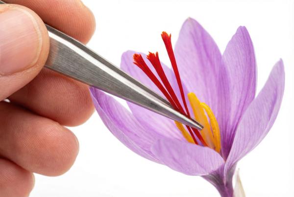 Saffron Ingredient Backed by Clinical, Delivery Data for Mood, Stress, and Sleep Support