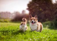PetGaia Wins Pet Ingredient Innovation of the Year at Pet Innovation Awards 2026