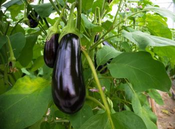 eggplant on the vine