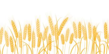 Lantmännen’s new wheat protein production plant opens in Sweden