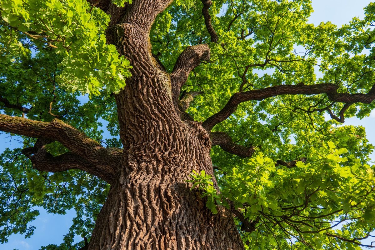 Robuvit for Stress & Mood: How Horphag's Caffeine-Free Oak Extract Targets Fatigue at the Cellular Level