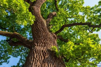 Robuvit for Stress & Mood: How Horphag's Caffeine-Free Oak Extract Targets Fatigue at the Cellular Level