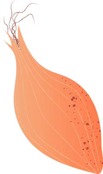 shallot illustration