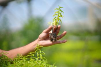 SuanNutra Moves Lemon Verbena Cultivation to Valencia, Spain, for Branded Ingredients