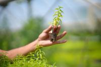 SuanNutra Moves Lemon Verbena Cultivation to Valencia, Spain, for Branded Ingredients