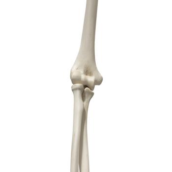 Better Bones: Next-generation bone health ingredients give formulators more options