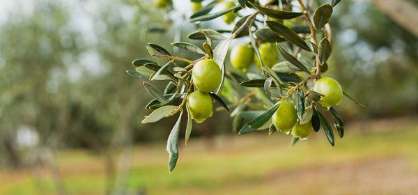 O-Liv Rebrands as Pomoni, Debuts Olive Polyphenol Formula for Athletes