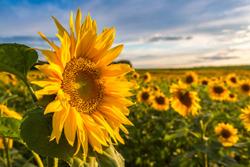 Non-GMO sunflowers