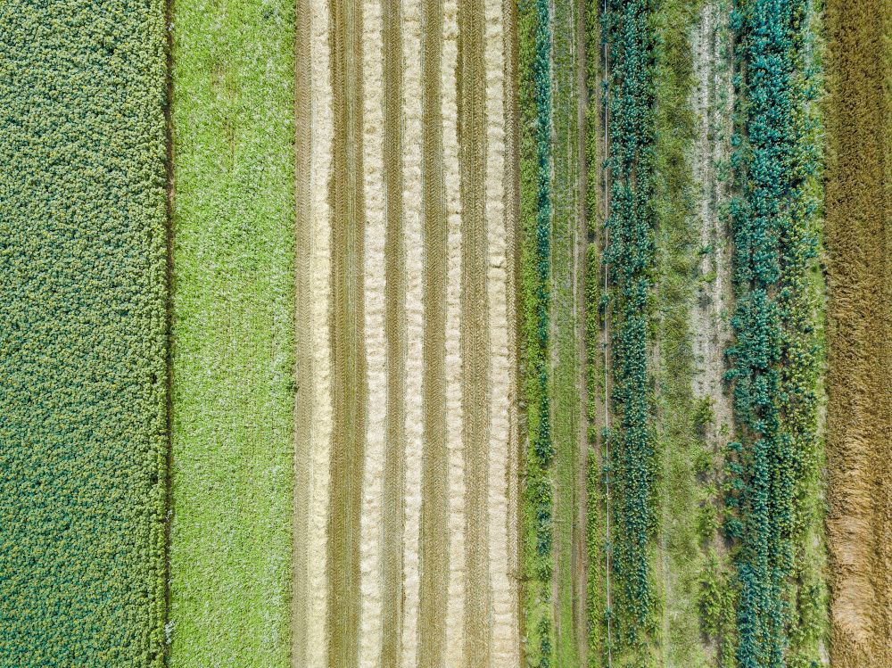 Regenerative Rules: Why we need to move from organic to regenerative agriculture
