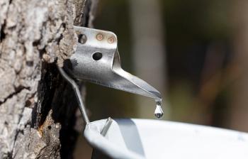 close-up of tapped maple tree