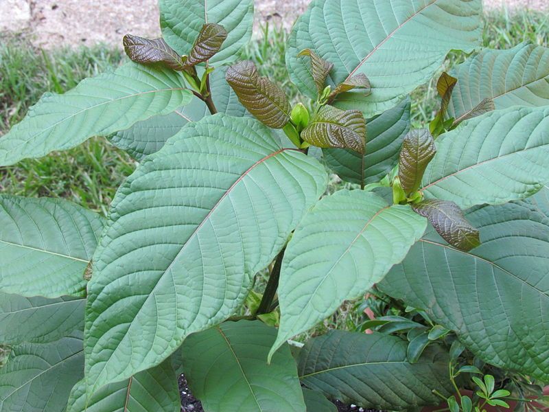 Photograph by ThorPorre/Wikimedia Commons/CC-BY-SA-3.0. 