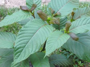 Photograph by ThorPorre/Wikimedia Commons/CC-BY-SA-3.0. 