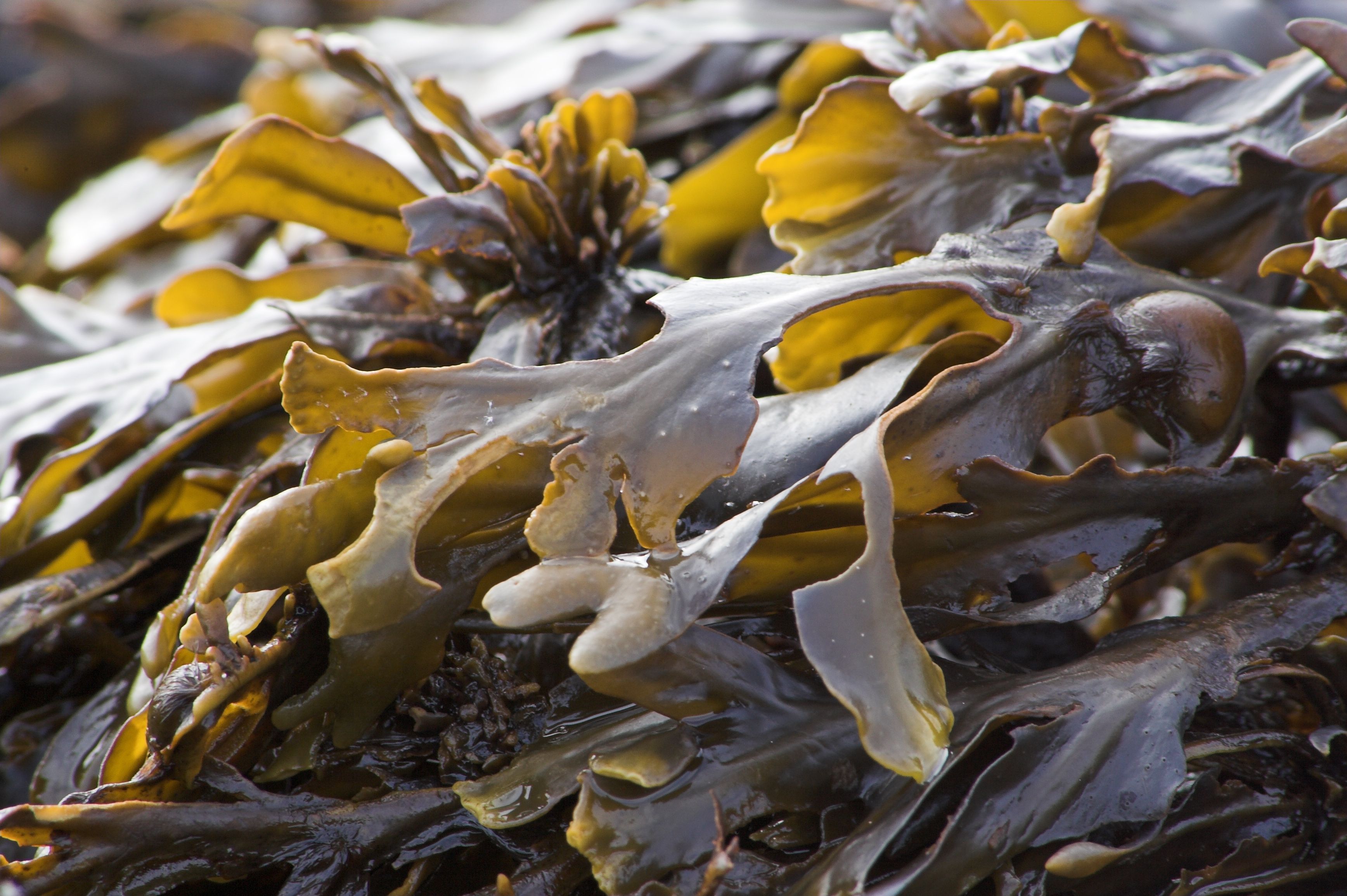 Marinova's brown seaweeed-derived fucoidan ingredient earns EU organic status
