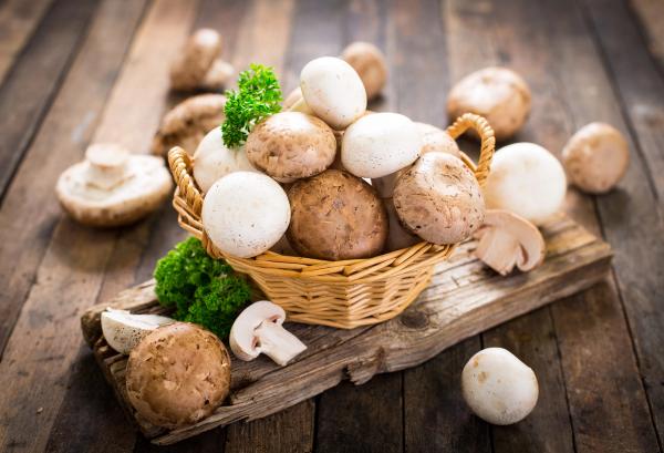 Monterey Nutra Doubles Manufacturing Capacity to Meet Rising Demand for US-Grown Mushroom Ingredients