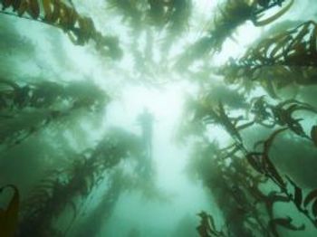 Photo © iStockphoto.com/BryanToro