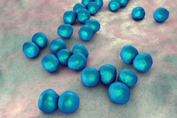 veillonella bacteria