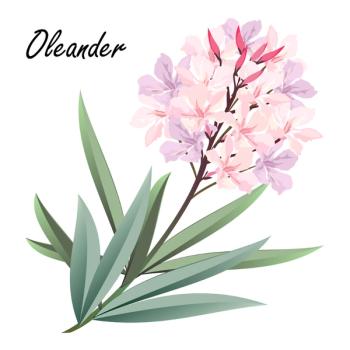 oleander